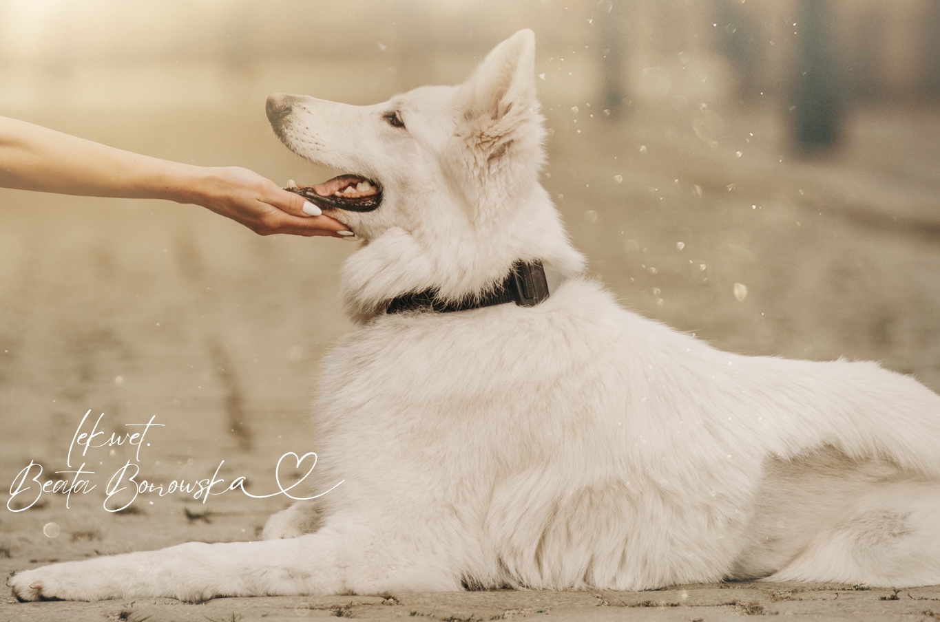 Bialy owczarek z lek. wet. Beata Bonowska
